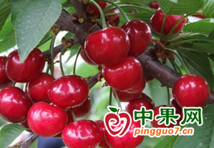 陕西省启动水果网络特色季活动 ()