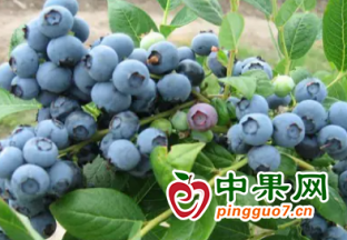 普洱市景东县种植蓝莓带领村民增收致富 ()