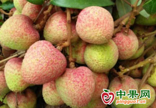 广州增城：三月红荔枝开始上市 ()