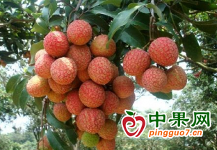 茂名荔枝首次出口菲律宾 ()