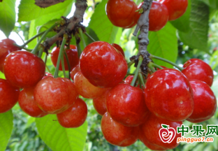 大连樱桃出口季正式拉开帷幕 ()