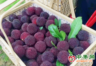 仙居大棚荸荠杨梅抢“鲜”上市 ()