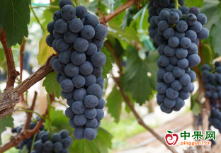 楚雄牟定：小葡萄成就农民增收“大产业” ()