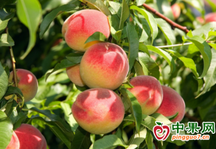 玉屏混寨村：桃子挂满枝 果农笑开颜 ()