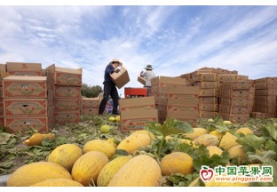 150吨新疆哈密瓜出口泰国 ()