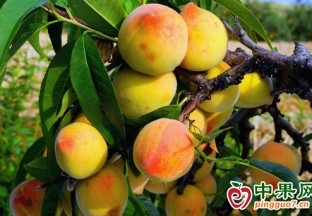 安义乔乐乡：四季水果飘香 带动群众增收 ()