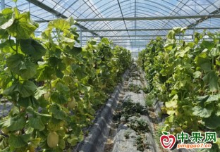 上海：哈密瓜甜蜜上市 ()