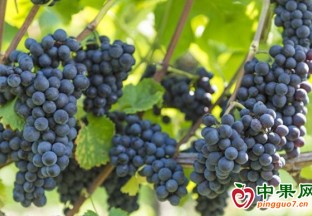 礼泉特色时令水果丰产热销 ()