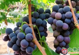 滕州：葡萄喜丰收 村民乐享“甜蜜增收” ()