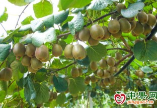 三明尤溪：红心猕猴桃迎来丰收季 ()