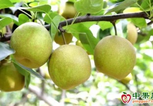 射阳：果农喜获大“梨”包 ()