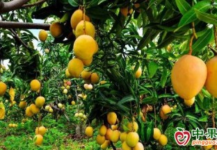 贵州望谟县油迈乡：7000亩芒果成熟 ()