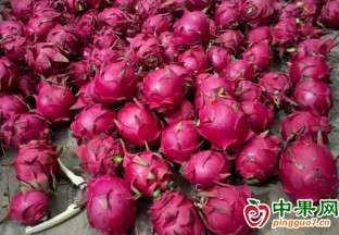 宜宾翠屏：打造水果采摘园 拓展乡村振兴路 ()