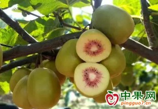 安义县乔乐乡：四季水果飘香 带动群众增收 ()