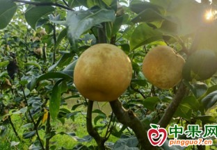 宣城旌德:“生态梨”迎丰收 乡村振兴“甜”起来 ()