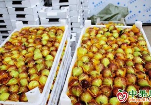 邹平台子镇：十公里水果长廊奉上“甜蜜盛宴” ()