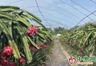 内江：水果获丰收 果农笑开颜 ()