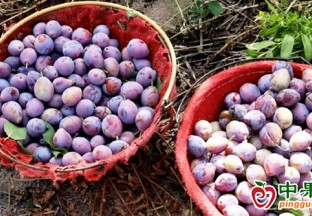 新疆西梅进入集中上市期 整体价格下滑 ()