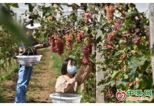延庆区张山营镇迎来葡萄采摘季 ()