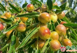 河南濮阳：小冬枣让农户尝到了大甜头 ()