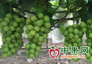 石家庄市鹿泉区：葡萄满藤产业兴 ()