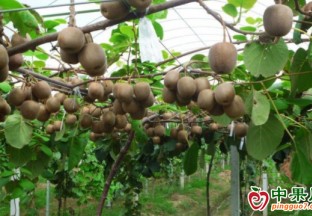 潍坊青州小小猕猴桃成致富果 ()