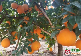 江西水果在主题成就展上受热捧 ()