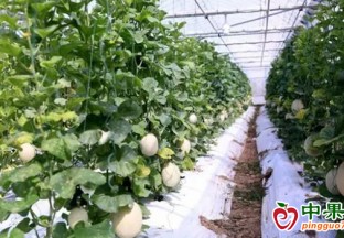 嘉定：哈密瓜上市  采摘正当时 ()