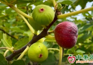 小小无花果  带动村民奔向致富路 ()