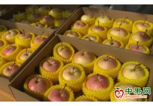 北京平谷区：佛见喜梨喜获丰收 ()