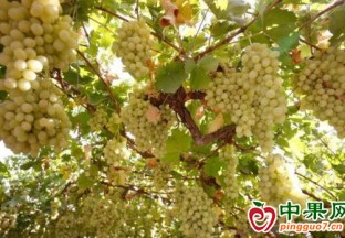 新疆墨玉：特色林果业铺就致富路 ()