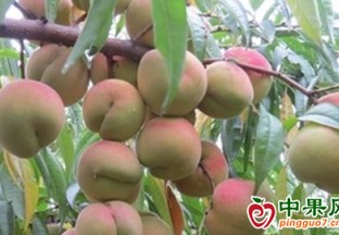 尉氏县水坡镇：冬桃大丰收  喜采“金果果” ()