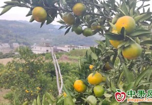 息烽县茅草寨村蜜桔卖得欢 ()