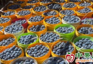 新疆西梅进入尾季 ()