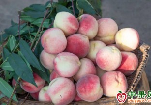 宣州区寒亭镇：冬桃飘香溢四方 ()