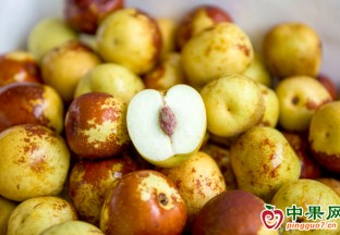 脆甜冬枣迎丰收  提质升级走向国际市场 ()