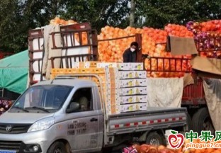 桔橙柚类大量上市  价格高于去年同期 ()