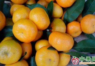三都南丰蜜桔成熟上市 ()