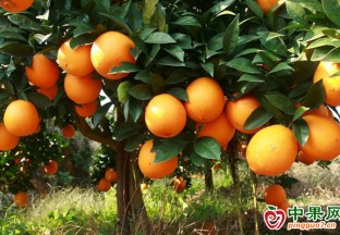 江西安远：“链”式发展让脐橙香飘四海 ()