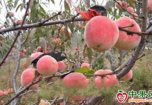 襄阳黄龙冬桃滞销  政府积极施策解民忧 ()