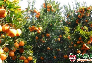 巫山：小河湾湾柑橘香 ()