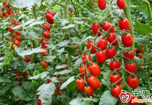 阿瓦提县：做大设施农业  助力乡村振兴 ()