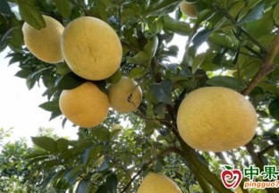 甜美“柚”惑！青浦红柚来啦 ()