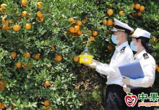 开辟“绿色通道”，宜昌柑橘香飘海外 ()