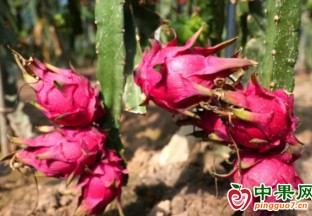 贵港市：甜蜜火龙果 铺就致富路 ()