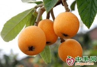 四川：全力推进川果产业高质量发展 ()