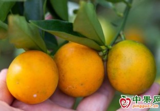 广西环江：脆蜜金桔喜丰收 甜蜜滋味满枝头 ()