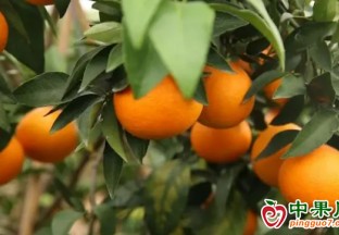 冷水滩：“红美人”爱媛橙喜迎丰收 ()