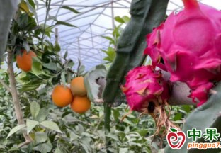 火龙果“遇上”甜橙  双向“奔赴”丰收 ()