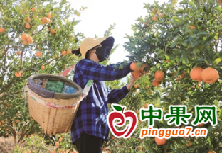 联合村柑橘上市 果农喜绘丰收景 ()